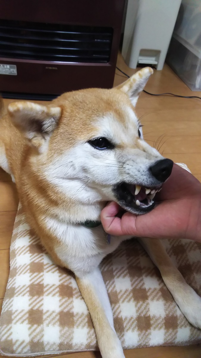 マズルにしわを寄せる柴犬