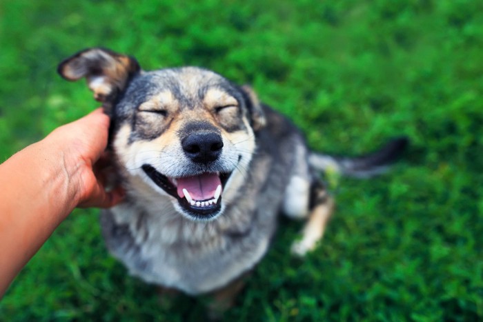 撫でられて嬉しそうな犬