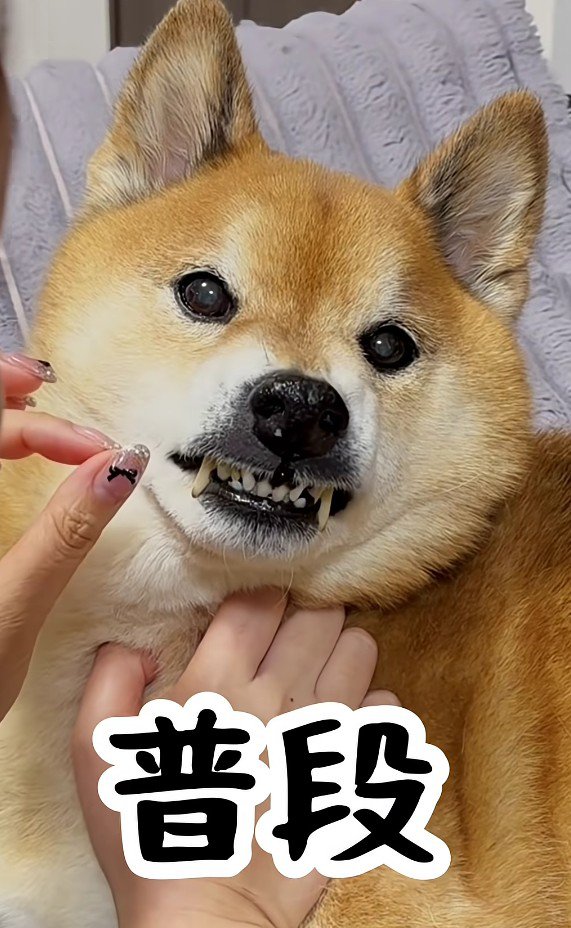 散歩へ誘われたとき