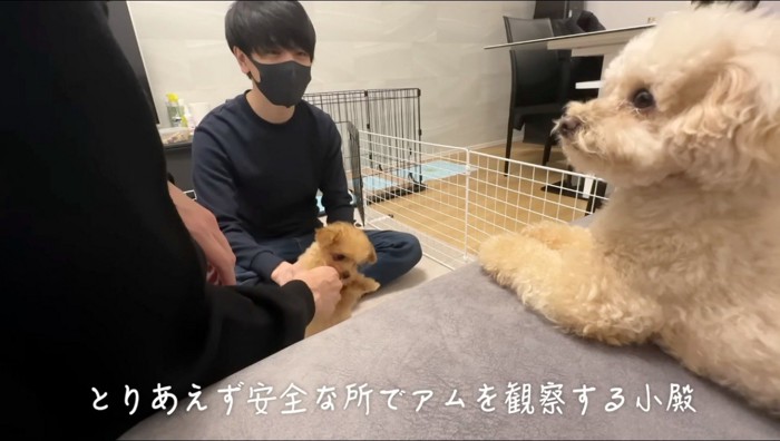 ソファの上で伏せをする犬