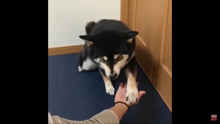 食い気味のおかわりをする大河くん