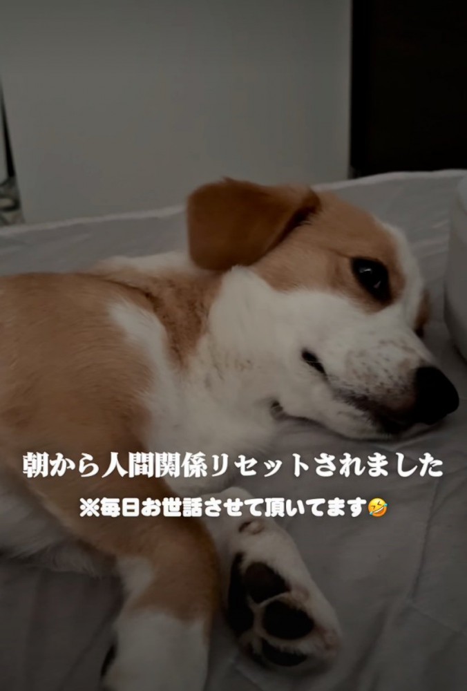 二度寝する犬
