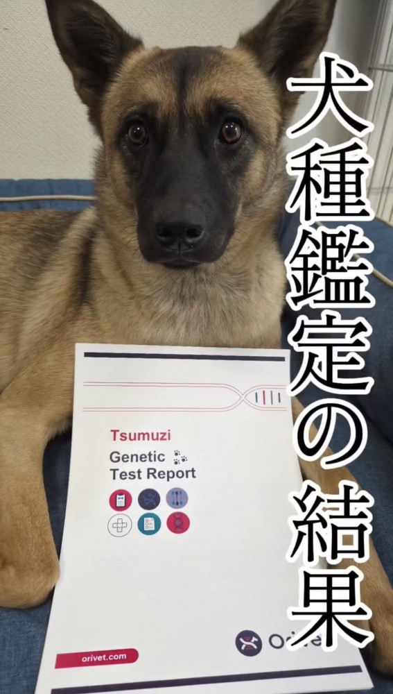 犬種鑑定レポートの横でじっと見つめる犬