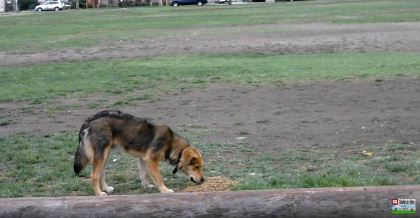 ドッグフードを食べる犬