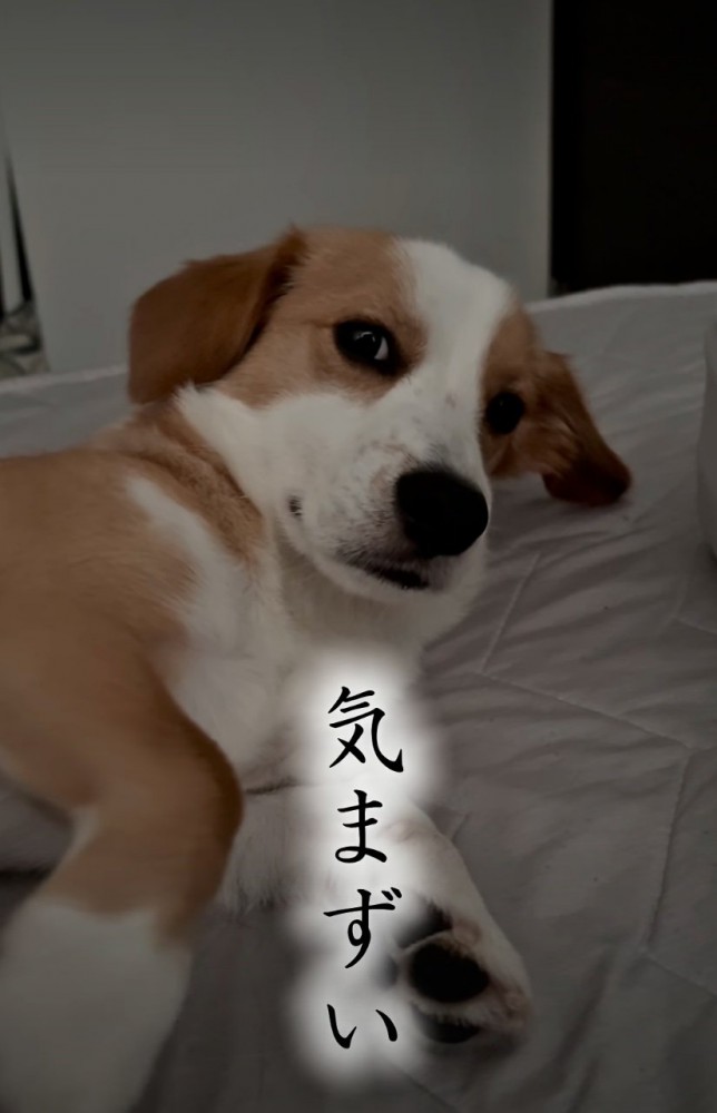 視線を逸らす犬
