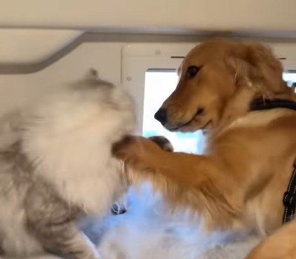 お互いに楽しくて仕方ない♪