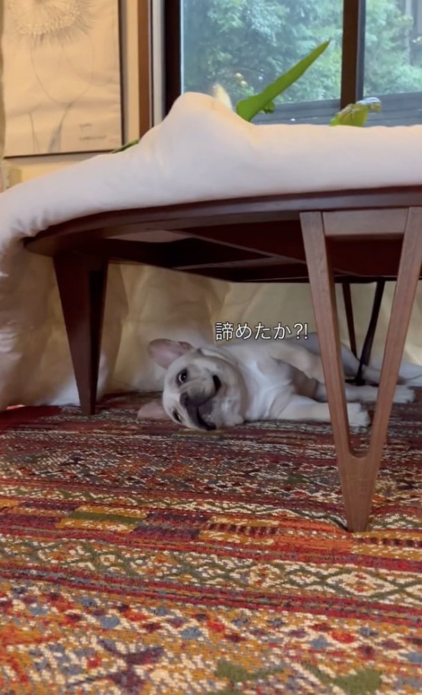ドヤ顔？