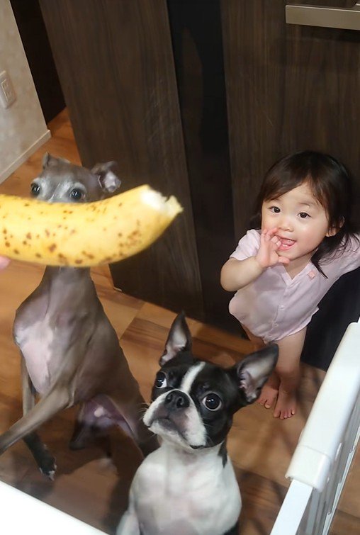 バナナを欲しがる赤ちゃんとワンコたち