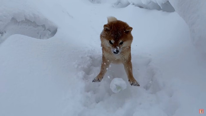 ボール遊びも刺激的