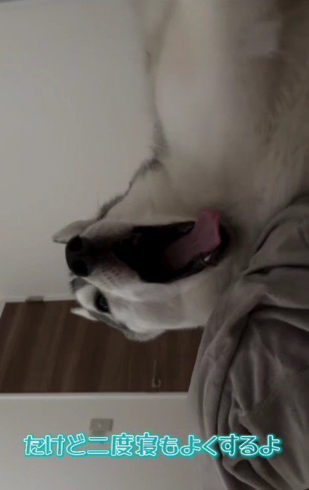 一番早起きの珀くん