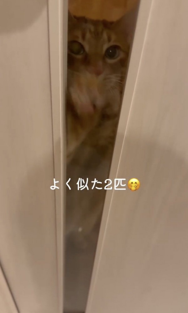 仲良しの「ラテ」くん