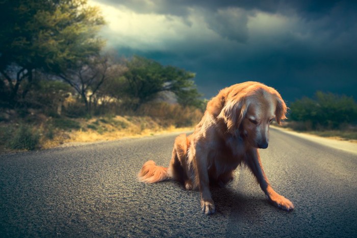 道路で下をむく犬