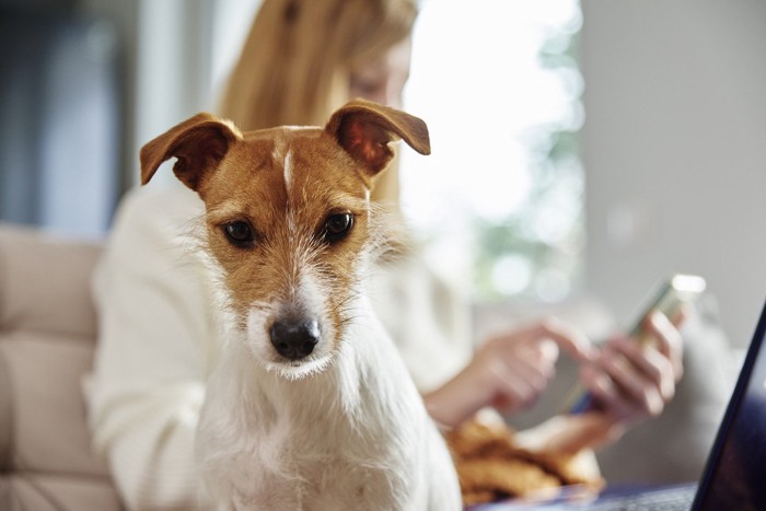 スマホを見る女性と犬