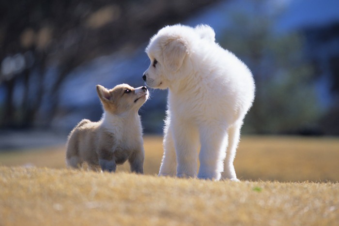 コーギーとグレートピレニーズの子犬