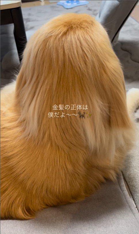 金髪サラサラヘアーのひなた君2