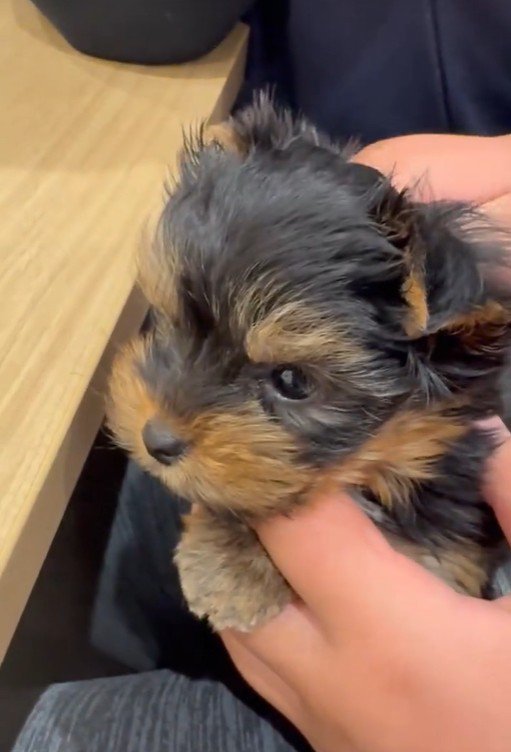 くぅちゃんの可愛い姿2