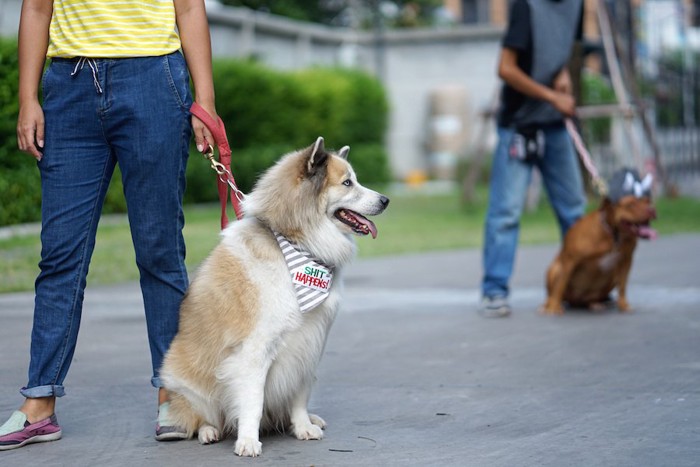 訓練中の飼い主と座る犬