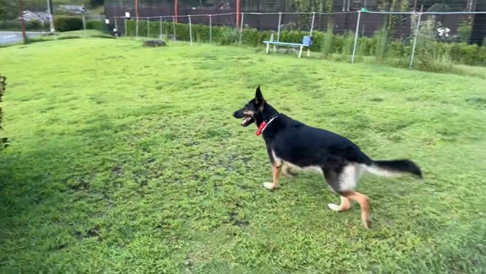 芝生の上にいる犬