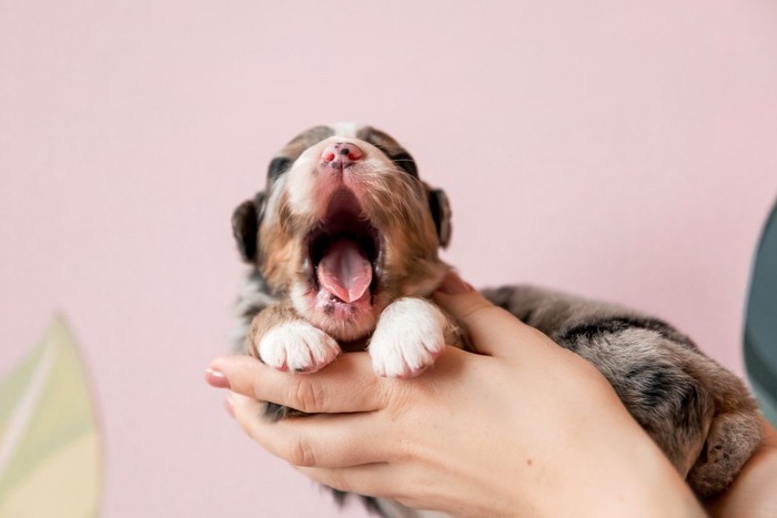 小さな子犬