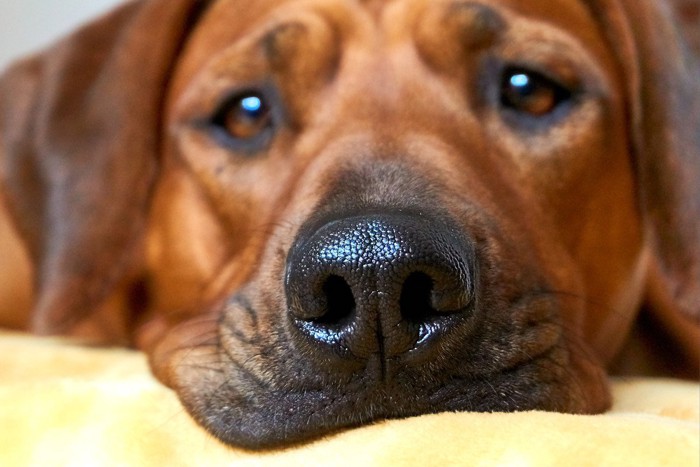 茶の犬の鼻のアップ