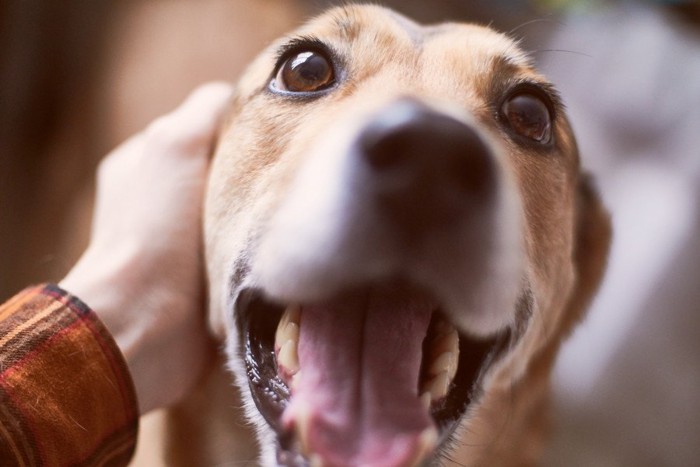 褒められる犬アップ