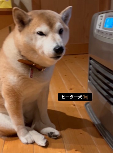 ヒーター前に座る柴犬