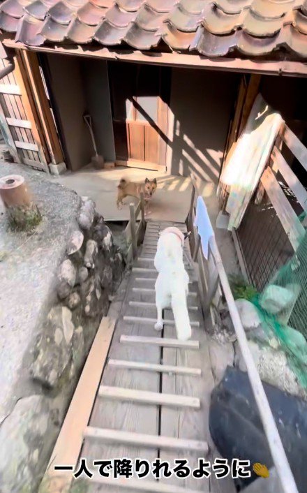 階段も自力で歩けるようになった！