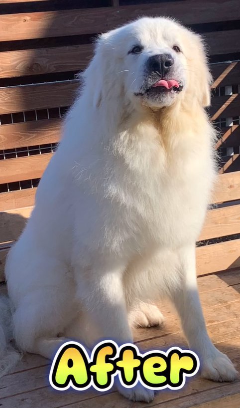 舌を出している超大型犬