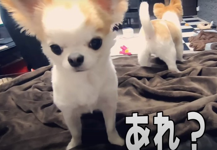 「あれ？」という声と犬