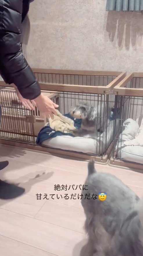 男性を見て伏せをする犬