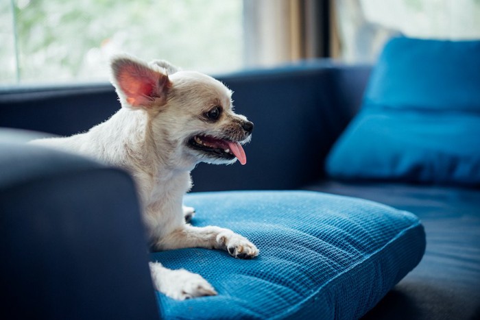 ソファーで何かに注目している犬