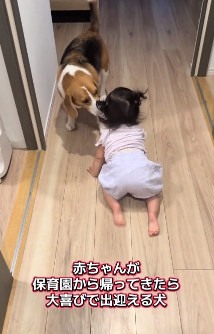 お出迎えするまめたくん