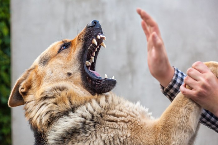 噛みつこうとする犬に手で制する