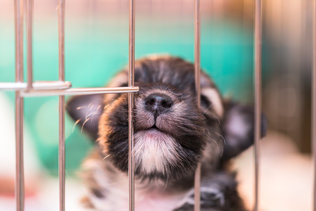 ケージに閉じ込められている犬