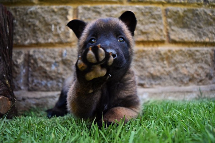 クマみたいな犬