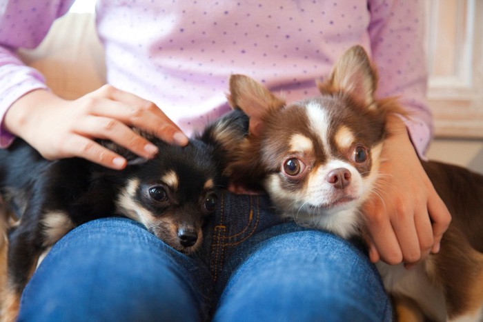 人間の膝でくつろぐ犬