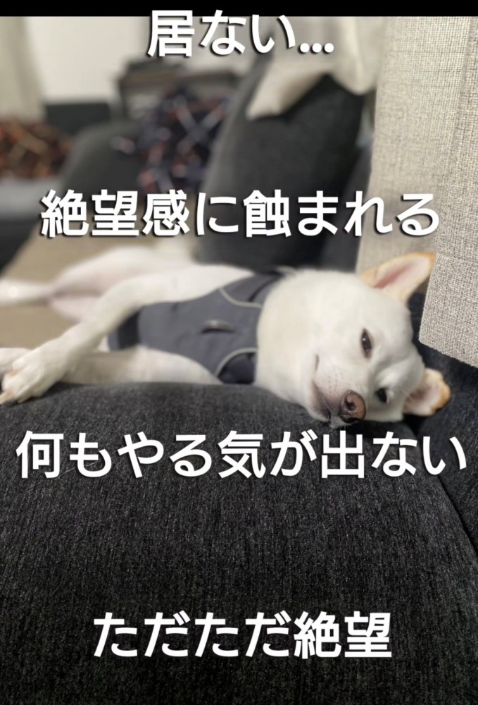 ソファに横たわる犬