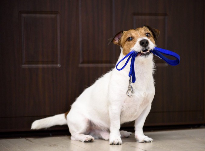 青いリードをくわえた犬