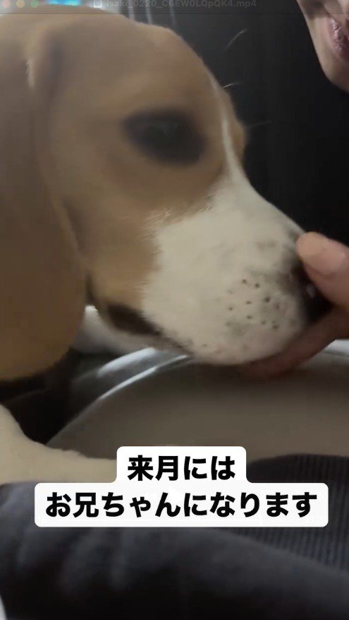 飼い主のお腹に顔を近づける子犬