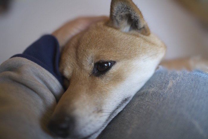 甘えて飼い主の膝に頭を乗せる柴犬