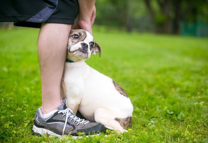 足に寄り添って怖がる犬