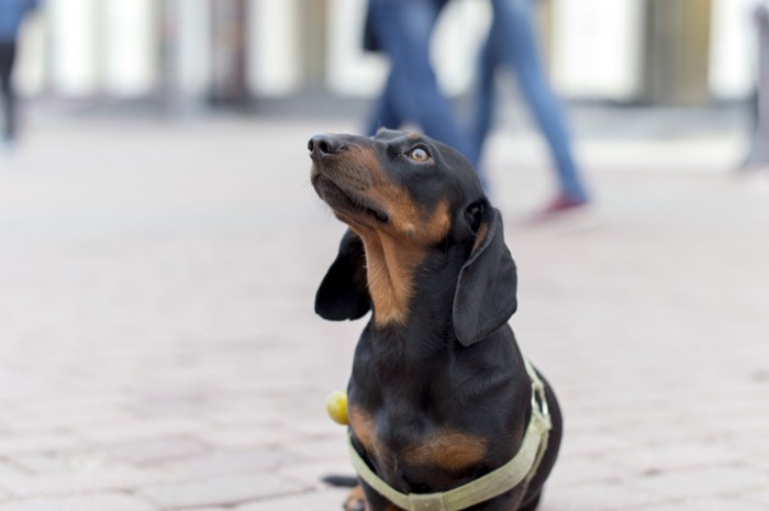 オスワリする犬