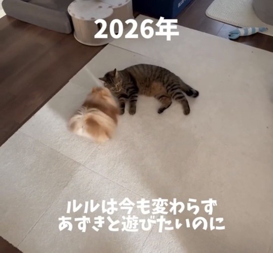 横になる猫へ近づく犬