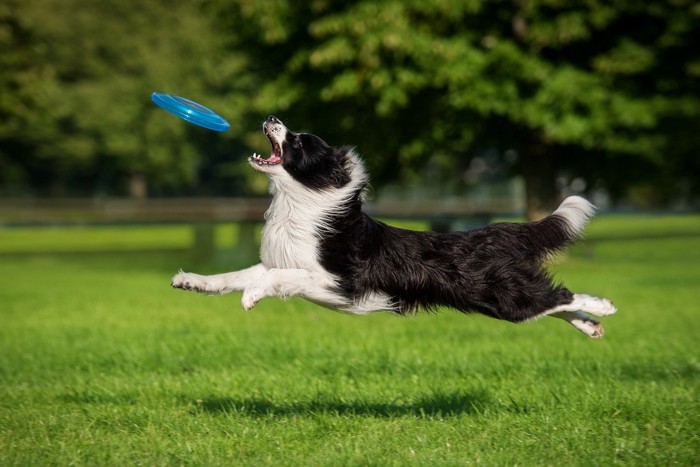 フリスビーを楽しむ犬