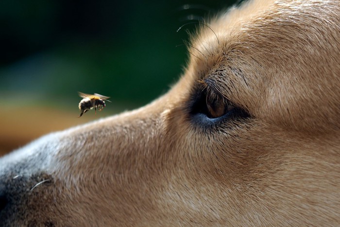 犬の顔に近づく蜂