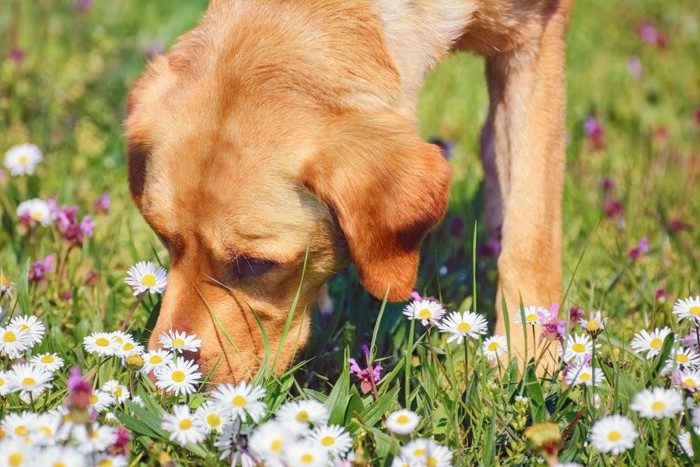 ニオイを嗅ぐ犬の顔のアップ