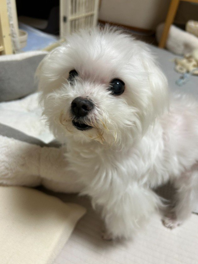 「ご褒美ちょうだい」とアピール中