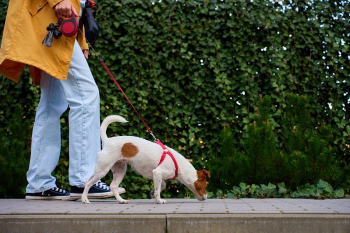 路面のニオイを嗅ぎながら散歩する犬