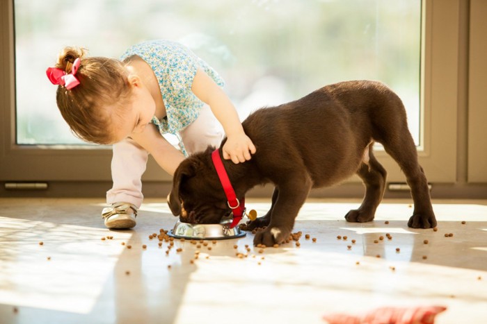 食事中の子犬に触る女の子