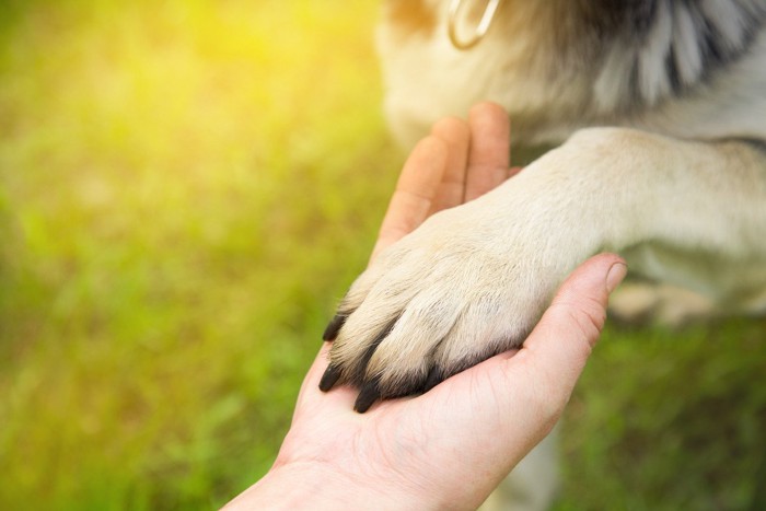 手を乗せ合う犬と人